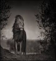 Animal d‘Afrique